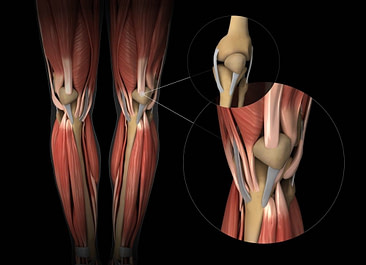 Body Physiology Ligaments Tendons Muscle Body Physiology Ligaments Tendons Muscle