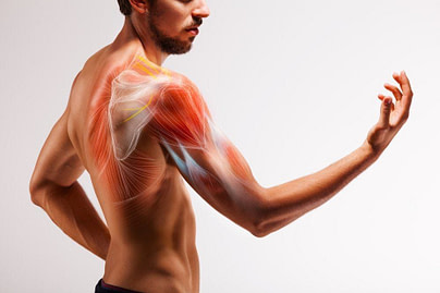Body Physiology Tendons Body Physiology Tendons | Fighting Arts Health Lab