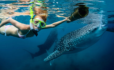 Cebu PI Swim with Sharks Cebu PI Swim with Sharks | Fighting Arts Health Lab