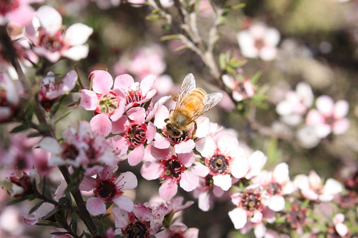 Manuka Honey Be Pollinating Manuka Honey Be Pollinating | Fighting Arts Health Lab