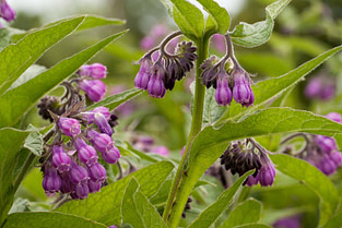 Strained Muscle Herbs Comfrey Strained Muscle Herbs Comfrey | Fighting Arts Health Lab