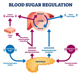 Brain Food Sugar Digestion Process Sugar Digestion Process | Fighting Arts Health Lab