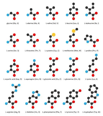 Protein 23 Amino Acids Protein 23 Amino Acids | Fighting Arts Health Lab