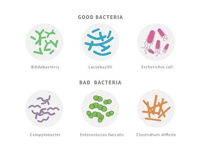 MMA Intestinal Bacterial Flora MMA Intestinal Bacterial Flora | Fighting Arts Health Lab