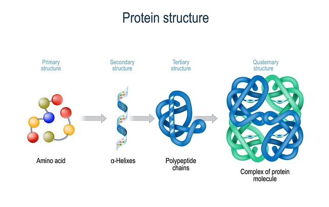 Protein Structure Protein Structure | Fighting Arts Health Lab