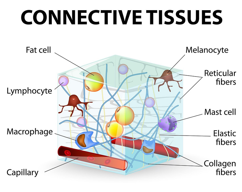 Connective Tissue Connective Tissue | Fighting Arts Health Lab