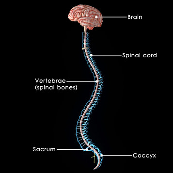 Spine with Brain Spine with Brain | Fighting Arts Health Lab