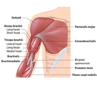 Bicep Injury Causes Illustration Bicep Injury Causes | Fighting Arts Health Lab