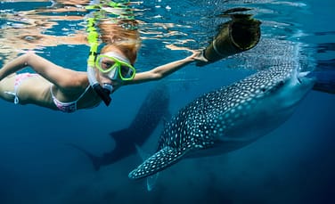 Cebu PI Swim with Sharks Cebu PI Swim with Sharks | Fighting Arts Health Lab