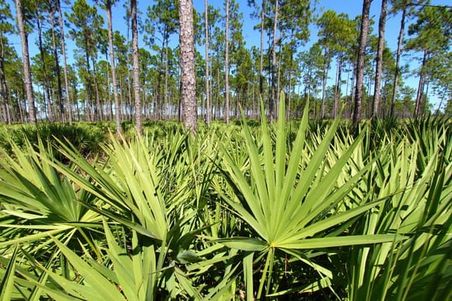 Nutritional Deficiencies Saw Palmetto Nutritional Deficiencies Saw Palmetto | Fighting Arts Health Lab