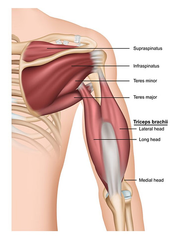 Combat Arts Tricep Injury Symptoms Combat Arts Tricep Injury Symptoms