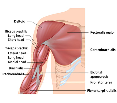 Bicep Injury Causes Illustration Bicep Injury Causes | Fighting Arts Health Lab