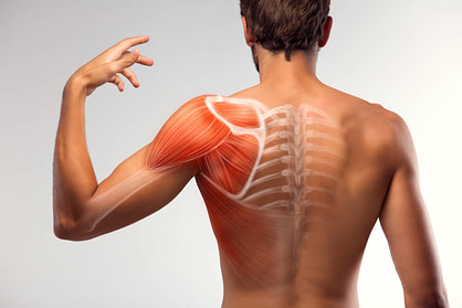 Shoulder Muscle Shoulder Muscle | Fighting Arts Health Lab