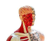 Acupuncture and Rewiring the Brain Acupuncture and Rewiring the Brain | Fighting Arts Health Lab