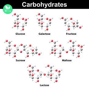 Carbohydrate Types Carbohydrate Types | Fighting Arts Health Lab