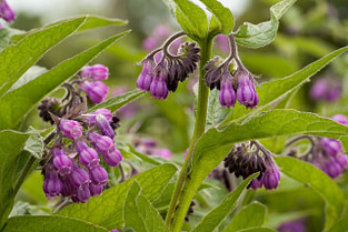 Strained Muscle Herbs Comfrey Strained Muscle Herbs Comfrey | Fighting Arts Health Lab