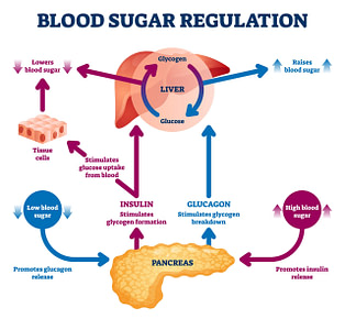 Sugar Digestion Process | Fighting Arts Health Lab