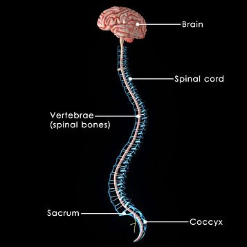 Spine with Brain | Fighting Arts Health Lab