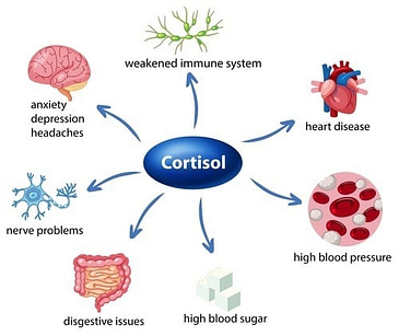 Combat Arts Metabolism Impact of High Cortisol Combat Arts Metabolism Impact of High Cortisol