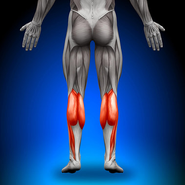 Calf Illustration Calf Muscle Calf Injuries Overview | Fighting Arts Health Lab