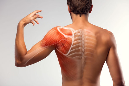 Shoulder Muscle Shoulder Muscle | Fighting Arts Health Lab