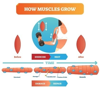 How Muscles Recover | Fighting Arts Health Lab