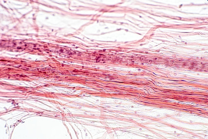 Body Physiology Areolar Connective Tissue Body Physiology Areolar Connective Tissue | Fighting Arts Health Lab