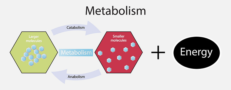 Combat Arts Metabolic Process Combat Arts Metabolic Process