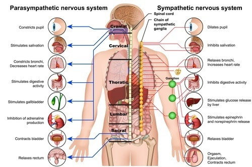 Sauna Parasympathetic System Stimulation Sauna Parasympathetic System Stimulation
