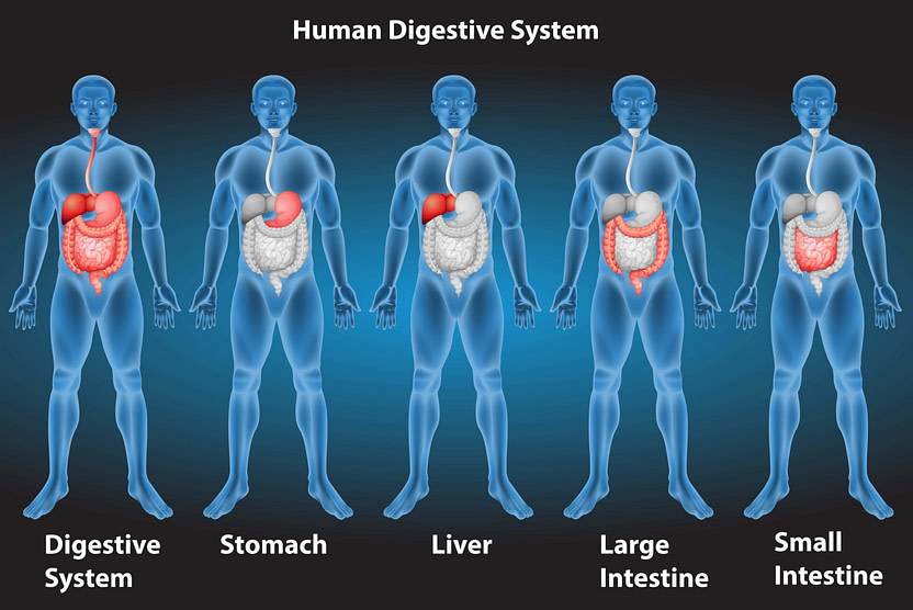 MMA Digestive System MMA Digestive System